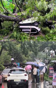 [[[[[[[[[[[ BIG BREAKING ]]]]]]]]]]] खैरना बाजार क्षेत्र में विशालकाय पेड़ गिरने से अफरातफरी