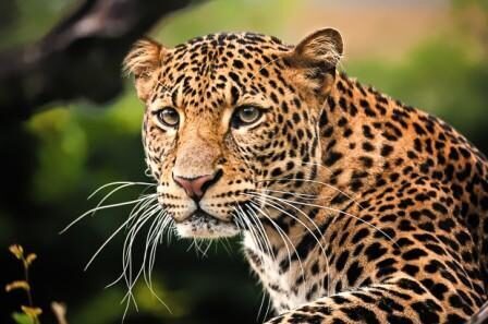 leopard